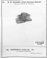 Peniophora flavidoalba image